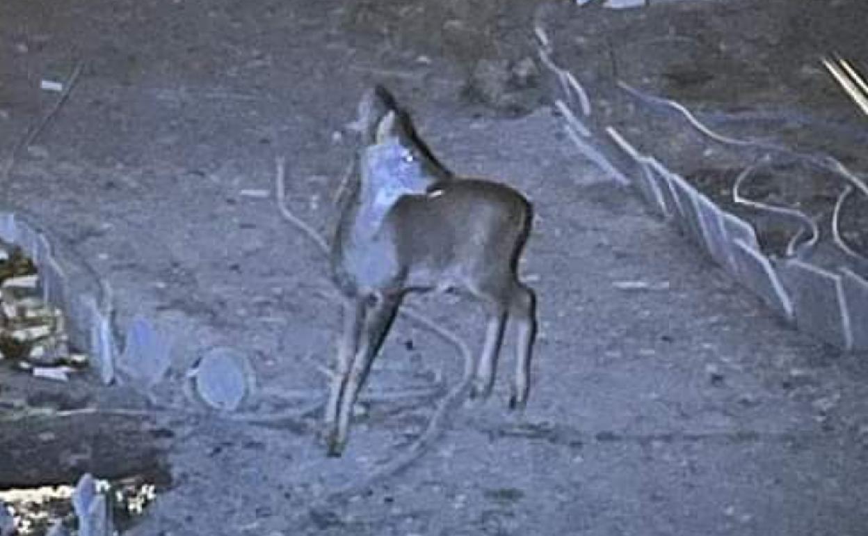 El corzo, durante su estancia en el corral de Tomás Andrés Antón.