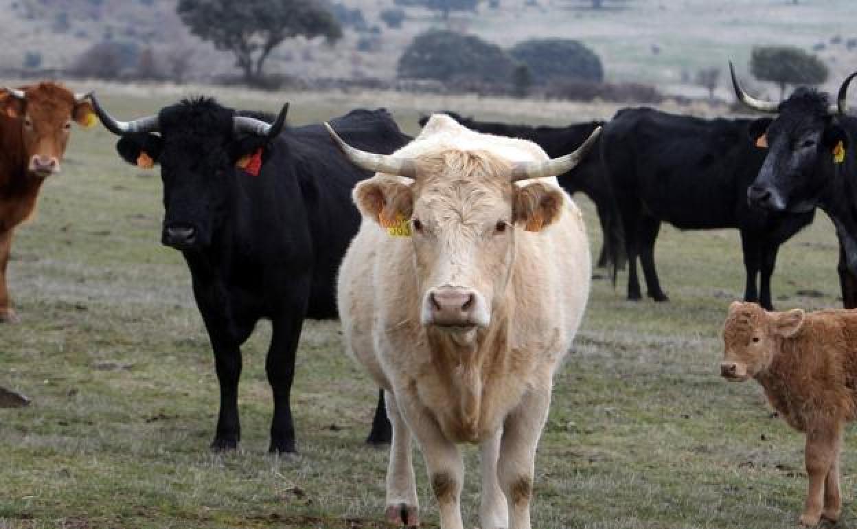 Animales de una explotación vacuna de Segovia. 