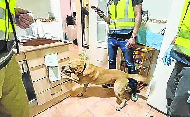 Perro rastreador del Grupo I de Estupefacientes de la Udyco-Costa del Sol durante el registro de una cocina en busca de coca rosa.