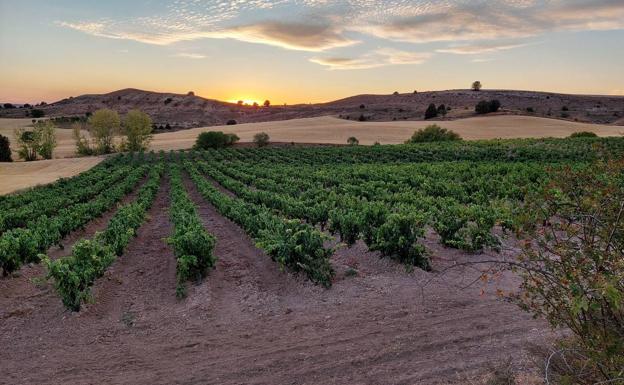 Viñedo de Bodegas Riojanas en la Ribera del Duero.