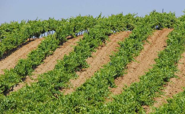 Plantación de viñedos en la DO Rueda. 