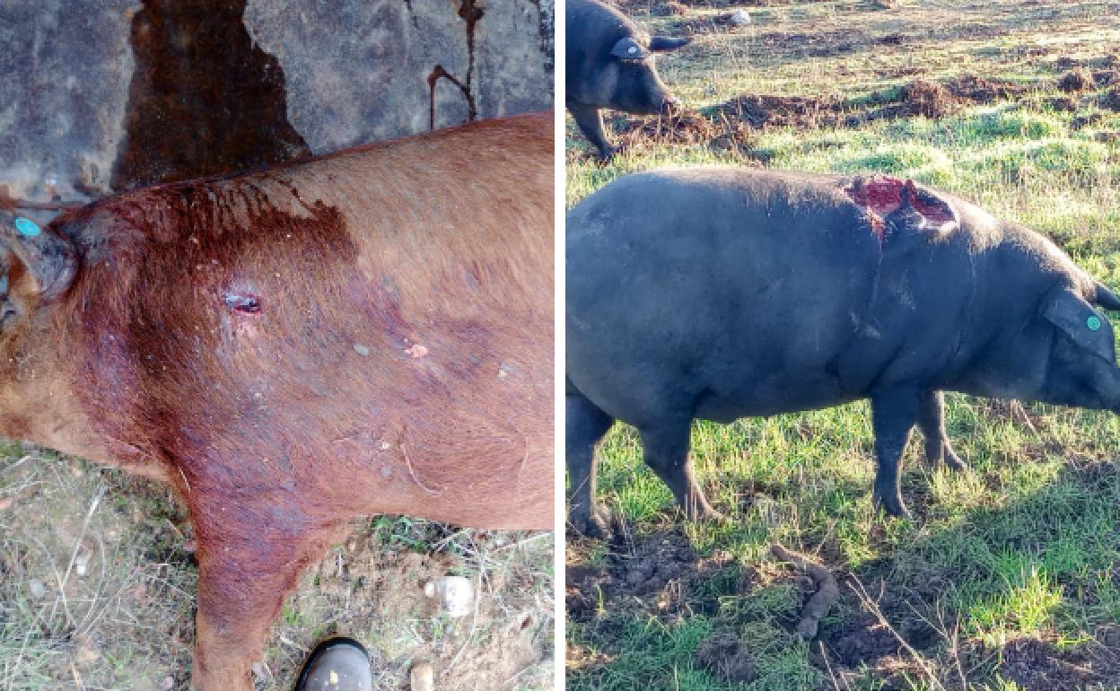 El cerdo que ha aparecido muerto en la finca Escargamaría de El Carpio, Valladolid, y otro animal herido. 