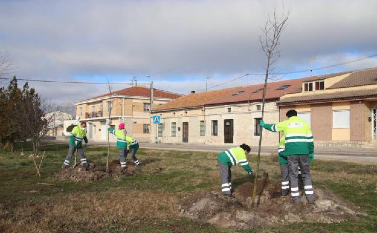 Operarios realizan labores de jardinería. 