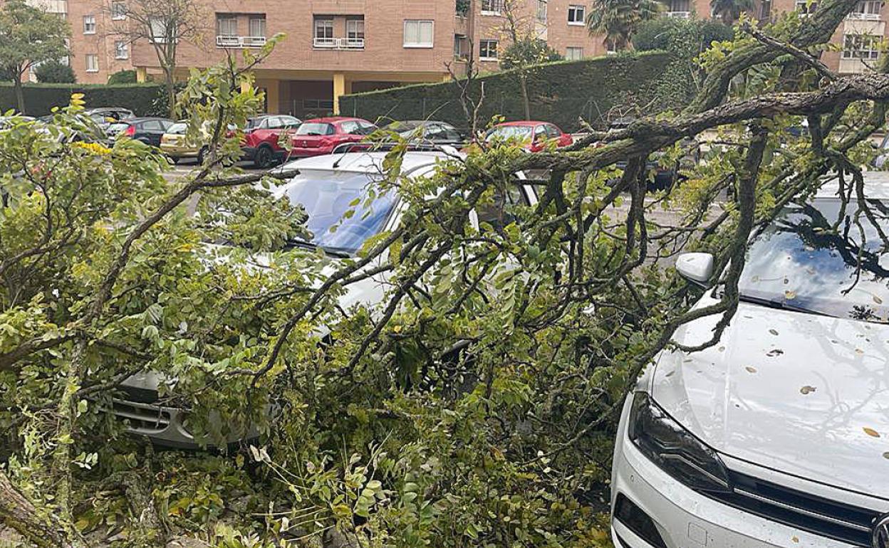 Árboles caídos sobre coches por las fuertes rachas de viento.