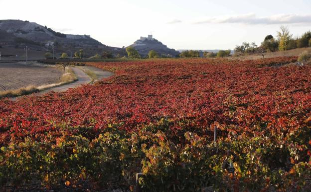 Imagen otoñal de los viñedos de la Ribera del Duero, con el castillo de Peñafiel, al fondo, sede del Museo Provincial del Vino. 