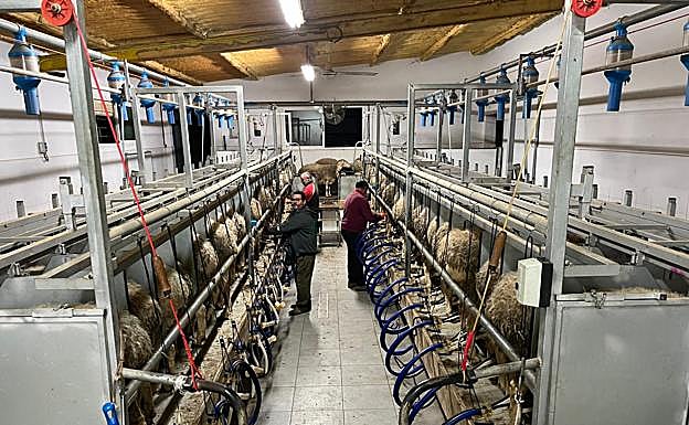 Sala de ordeño en una explotación de ovino. 