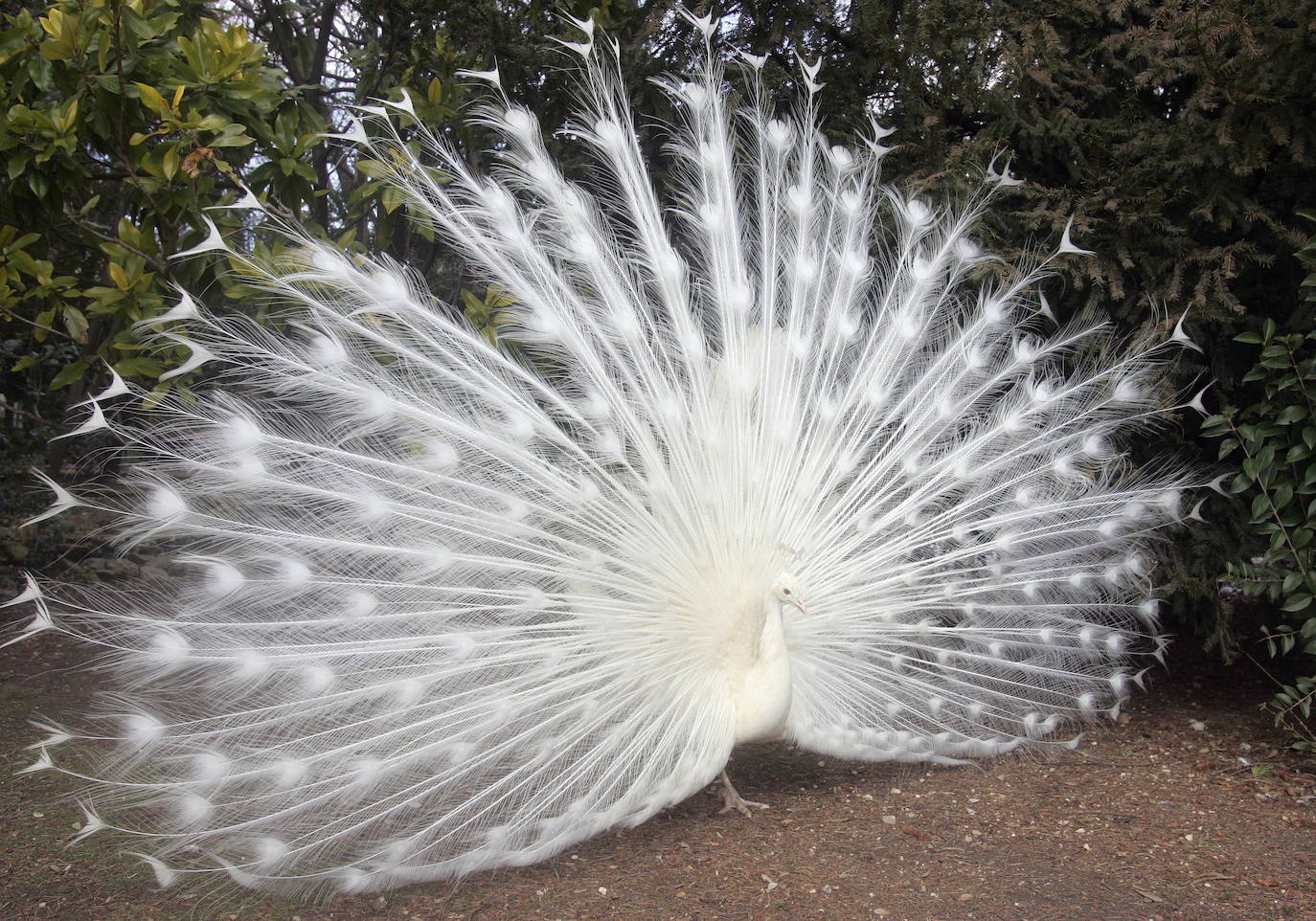 Un pavo real blanco en el Campo Grande en el año 2003.