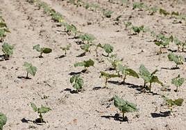 Cultivo de alubias en la provincia de Ávila.