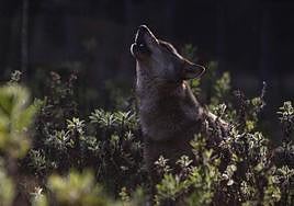 Hallan muerto de un disparo a un lobo en una reserva de Soria
