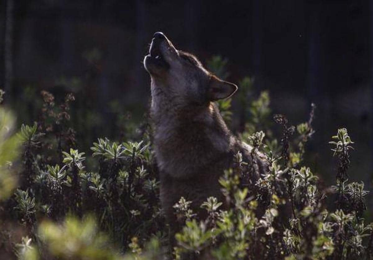 Hallan muerto de un disparo a un lobo en una reserva de Soria