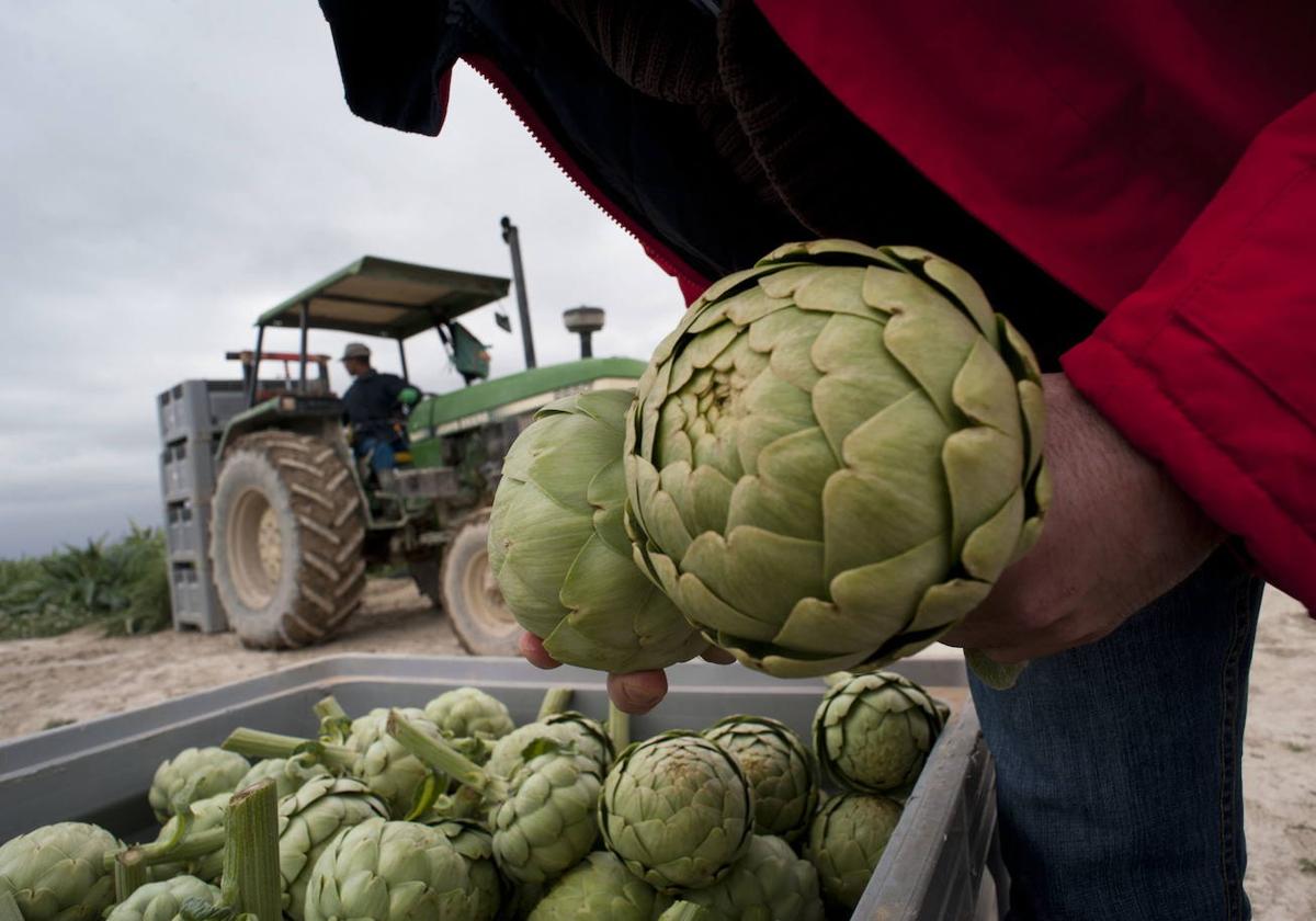 Un agricultor recolectando alcachofas en Murcia