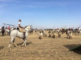 Los encierros de Mayorga, a lo largo de los años