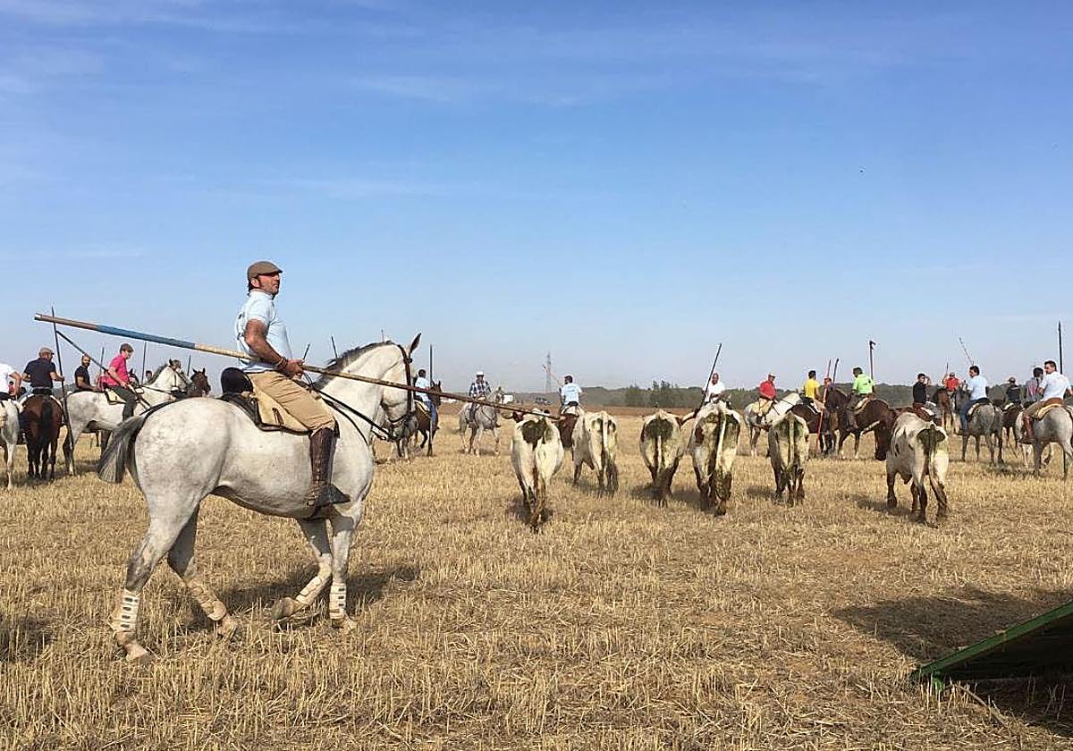 Los encierros de Mayorga, a lo largo de los años