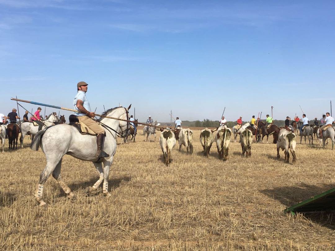 Los encierros de Mayorga, a lo largo de los años