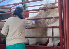 Una veterinaria procede a vacunar un animal en una explotación de la provincia de Salamanca.