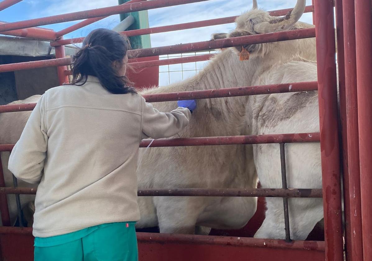 Una veterinaria procede a vacunar un animal en una explotación de la provincia de Salamanca.