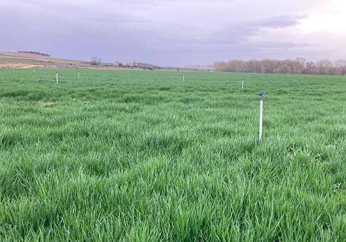 Comienzan las Juntas de Explotación para definir la campaña de riego