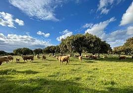 Convocado el pago de ayudas al pastoreo para prevenir daños en terrenos forestales