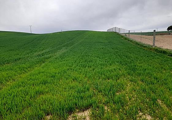 Estado actual de una parcela de cebada en secano en la localidad vallisoletana de Pollos.