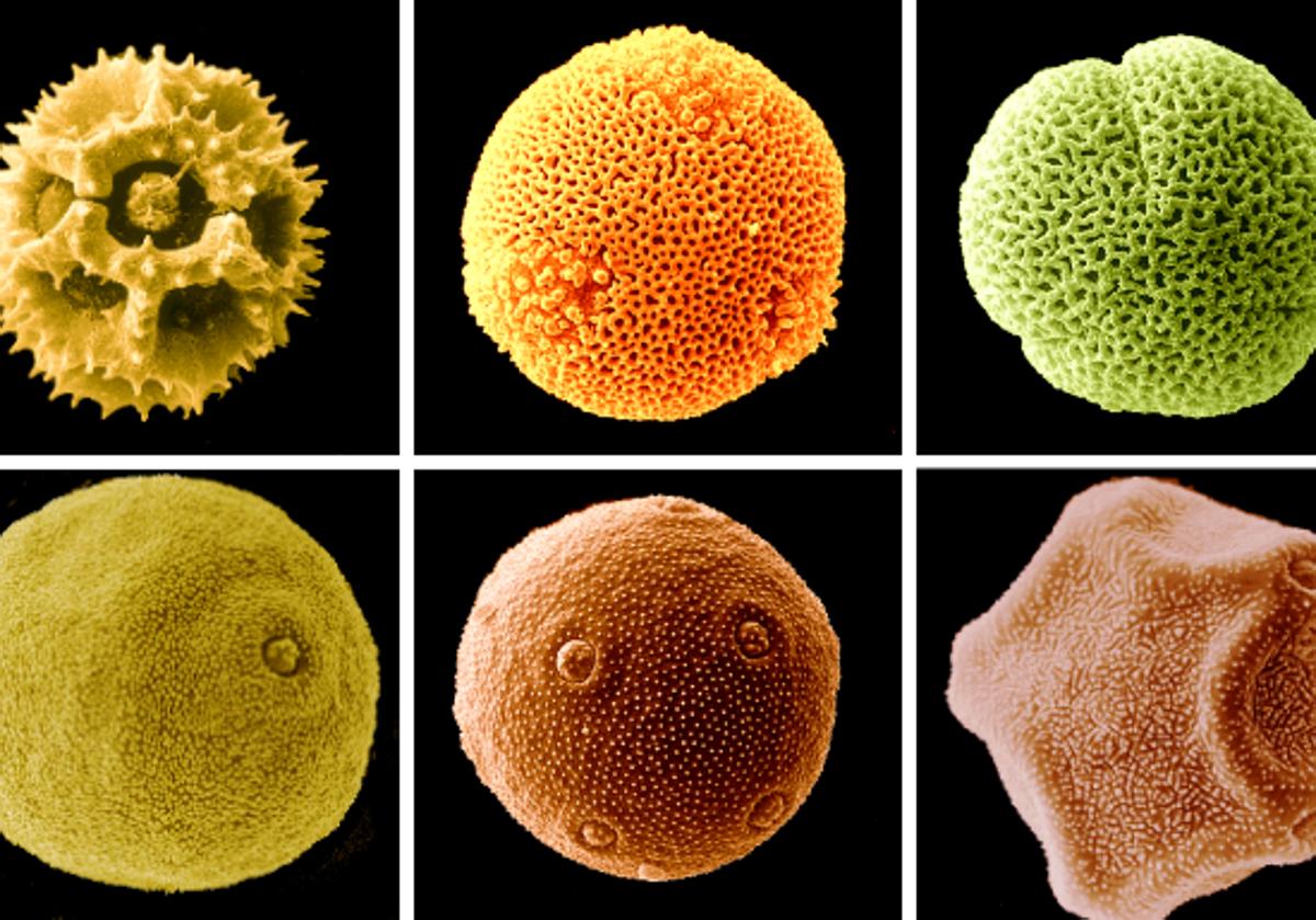 Pólenes al microscopio.