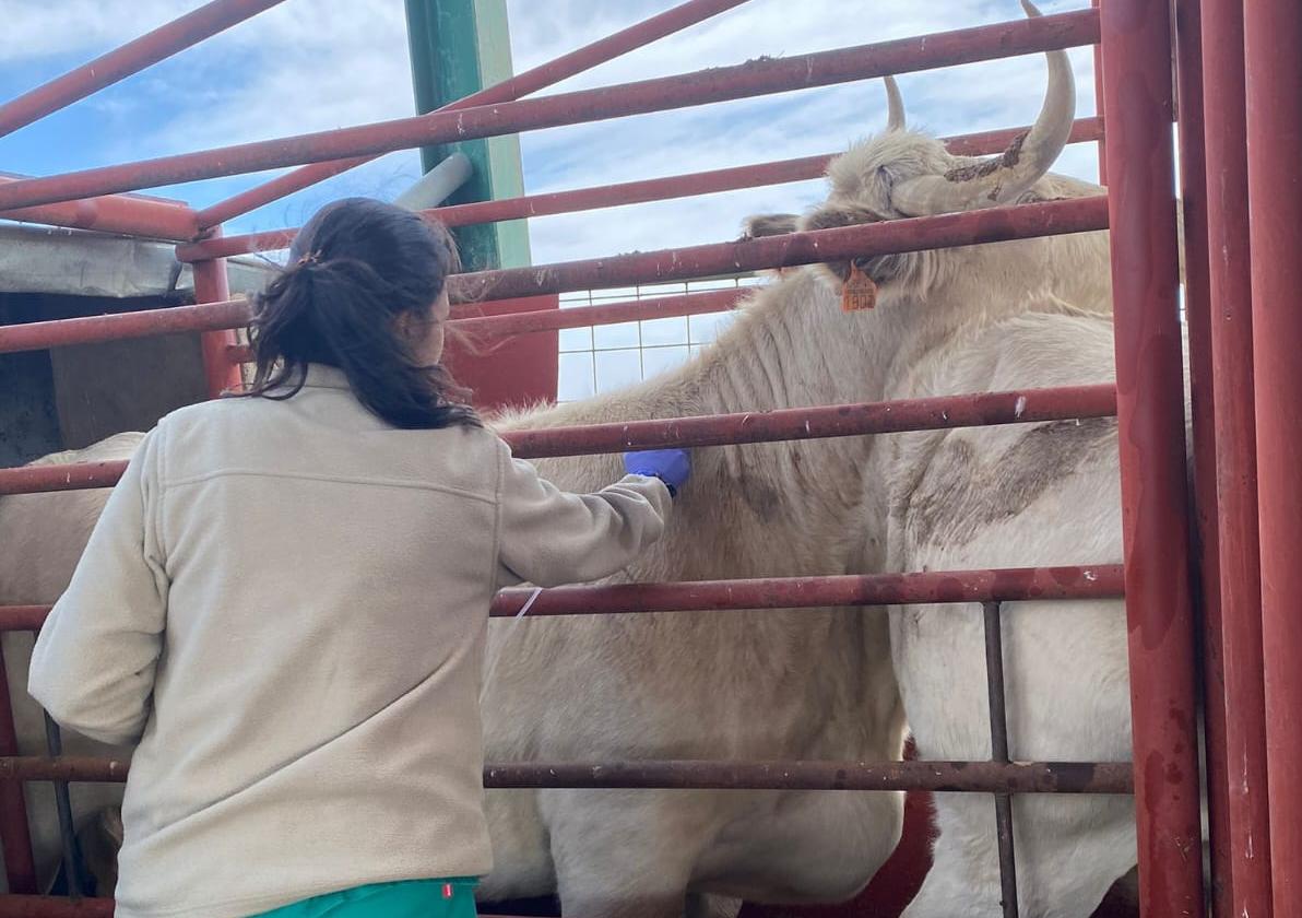 Una veterinaria realiza una prueba intradérmica para comprobar si hay tuberculosis.