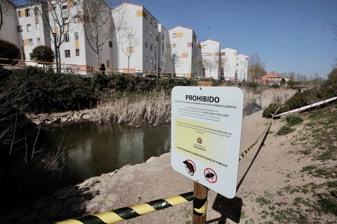 Plaga de ratas en el Paseo del Cauce | El Norte de Castilla