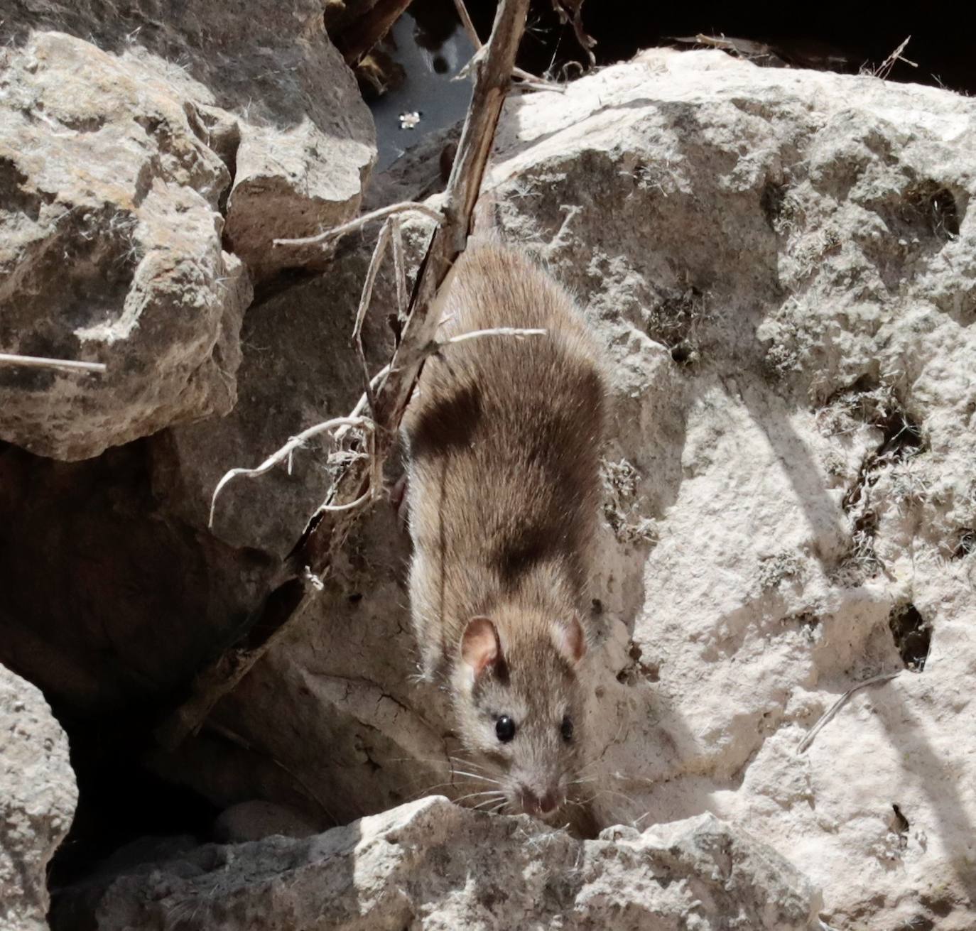 Plaga de ratas en el Paseo del Cauce