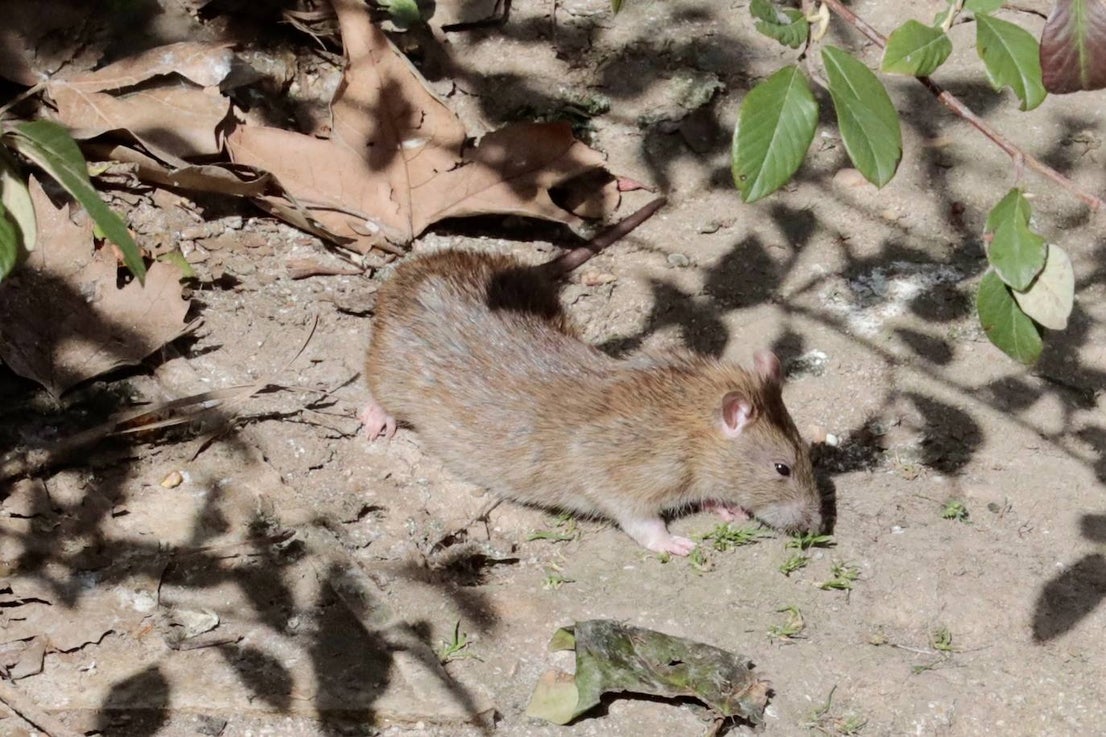 Plaga de ratas en el Paseo del Cauce | El Norte de Castilla