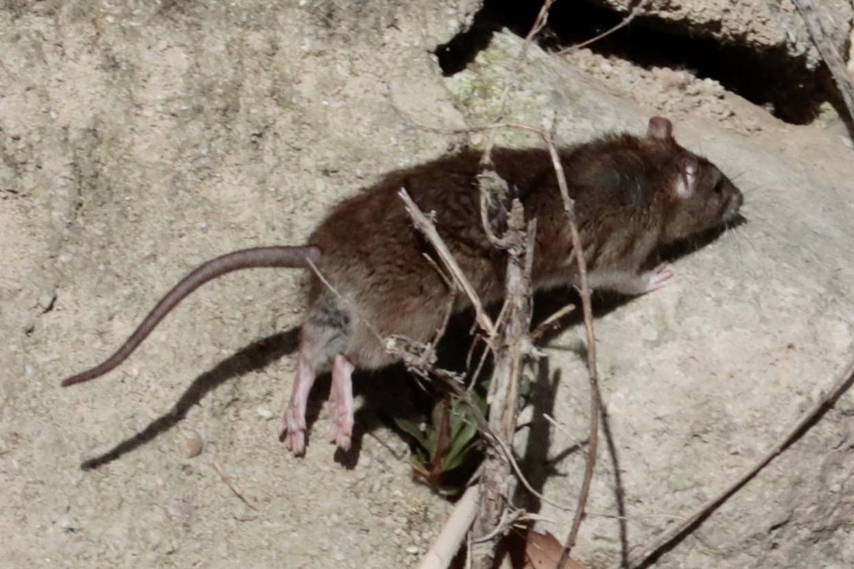 Plaga de ratas en el Paseo del Cauce