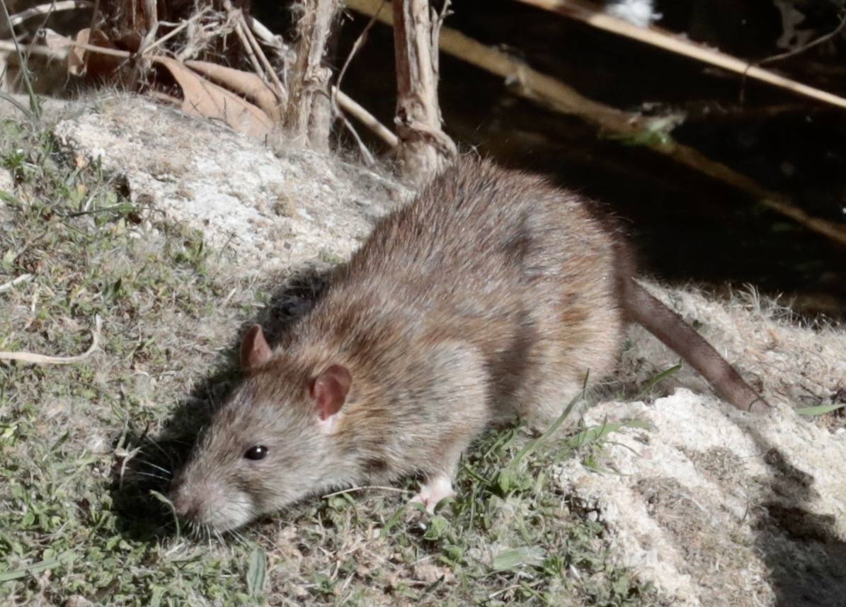 Plaga de ratas en el Paseo del Cauce