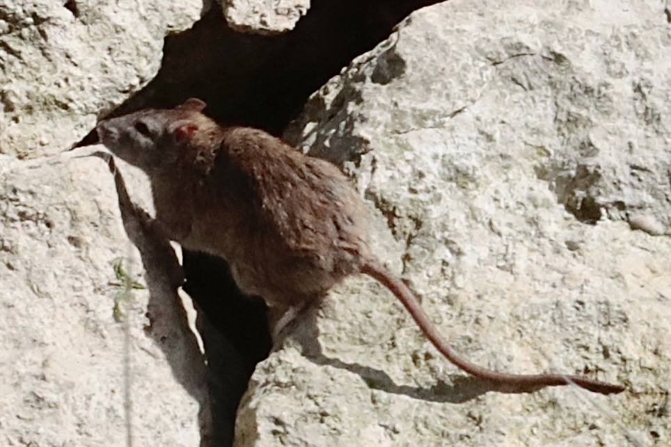 Plaga de ratas en el Paseo del Cauce