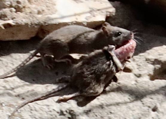 Plaga de ratas en el Paseo del Cauce