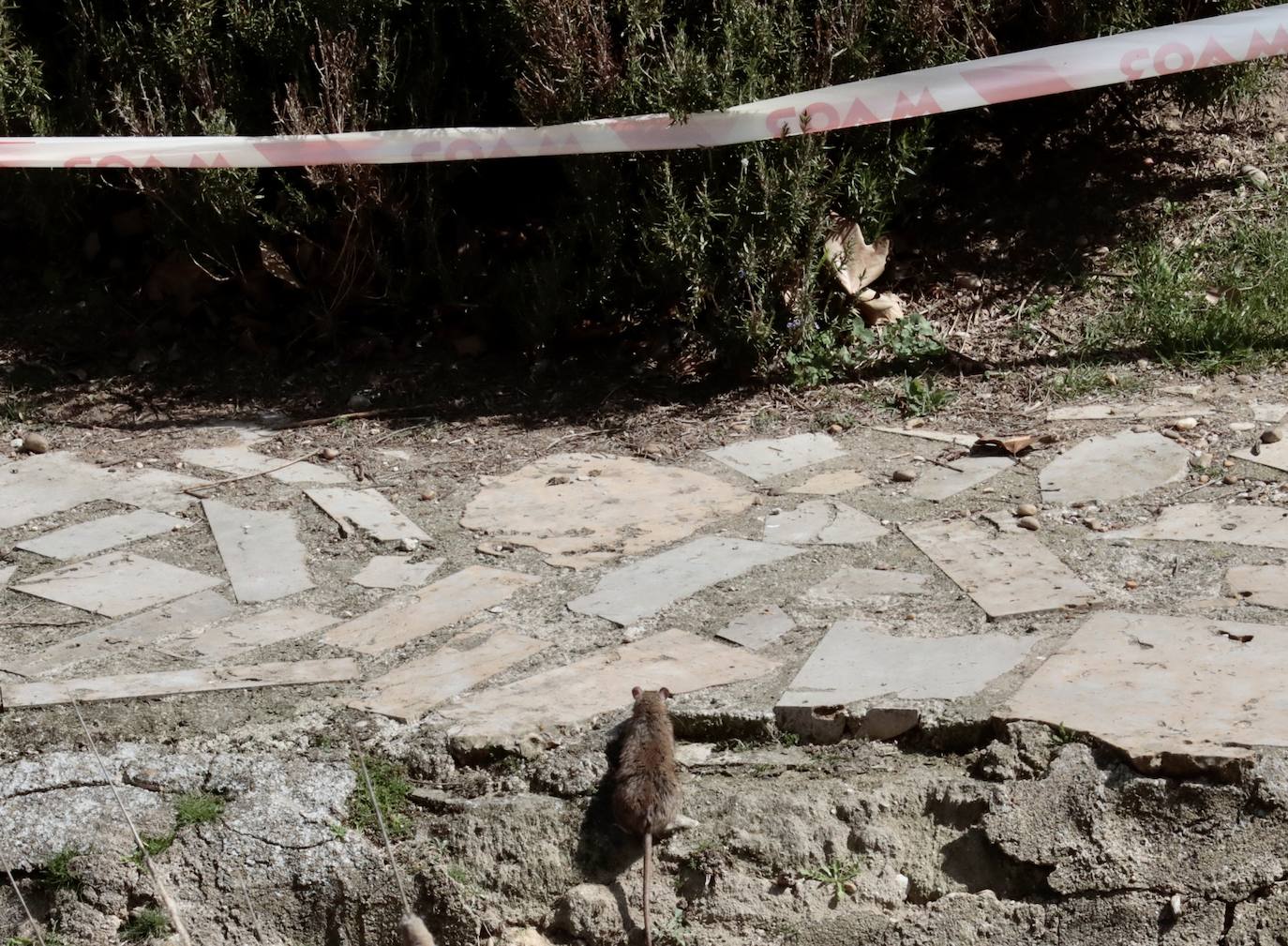 Plaga de ratas en el Paseo del Cauce