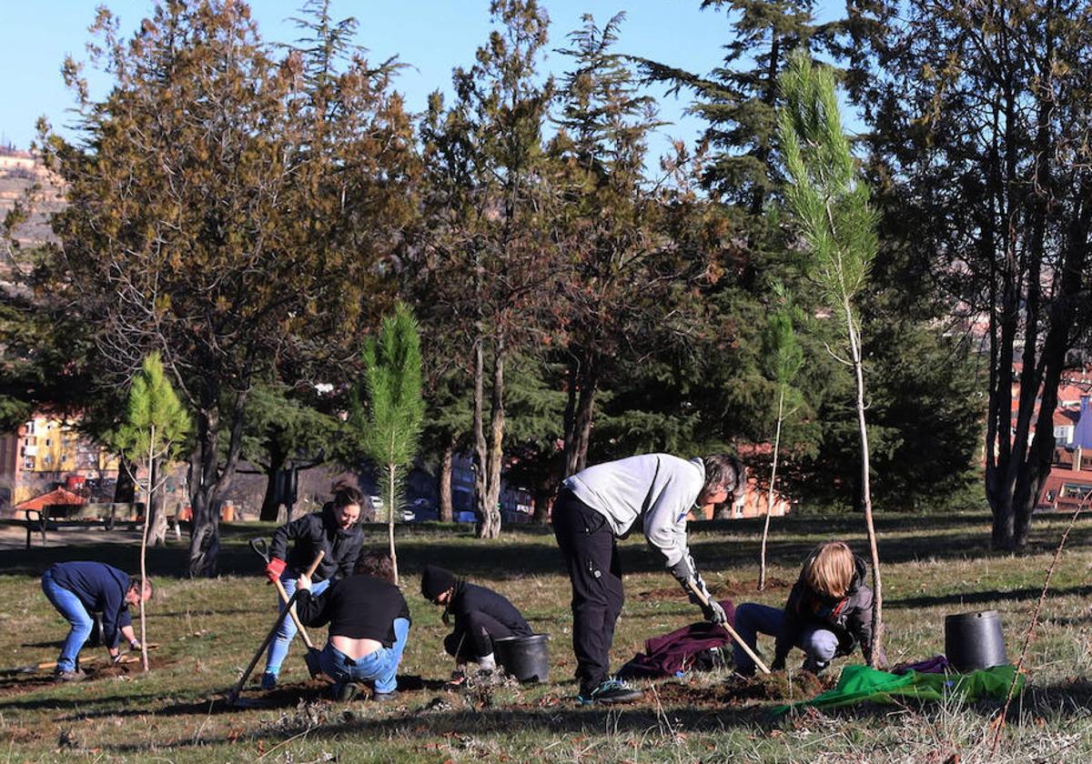 Última plantación de árboles en el entorno del cementerio.