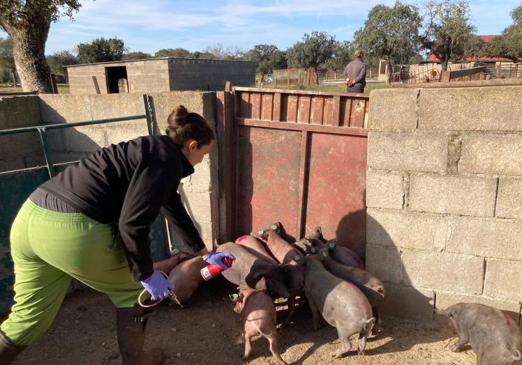 Imagen principal - Noelia, vacuando cerdos y tocando a una vaca. S. G.