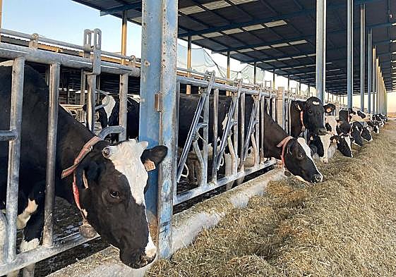 Explotación ganadera.