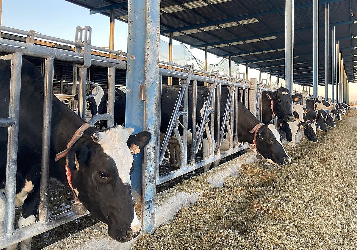 Explotación ganadera.