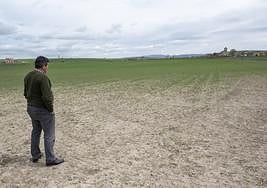 Un agricultor observa el campo arrasado por la sobrepoblación de conejos cerca de la capital segoviana.