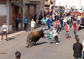 Una de las sueltas taurinas en Pedrajas de San Esteban.
