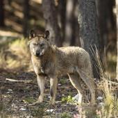 La Junta duplica las ayudas por los ataques del lobo y las extiende al norte del Duero