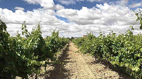 La Consejería de Agricultura convoca ayudas para reestructuración y reconversión de viñedos