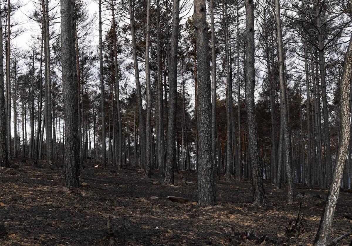 Árboles quemados en el incendio de la Sierra de la Culebra.