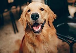 ¿Cómo saber si mi perro es feliz?