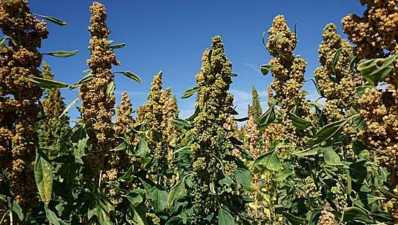 La búsqueda de rentabilidad abre paso a quinoa y trigo sarraceno