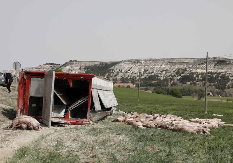 El camión volcado junto a decenas de cerdos muertos.