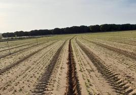 Rastro de los jabalíes en una parcela de San Román de Hornija, en la provincia de Valladolid.