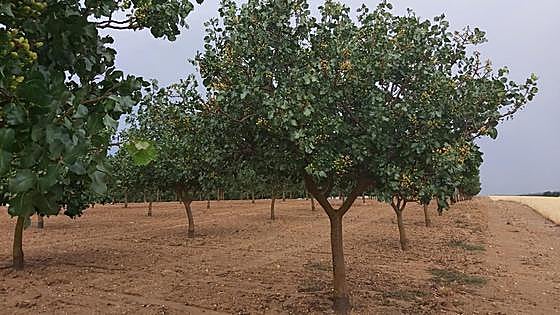Las explotaciones buscan asegurar su futuro mediante la diversificación con frutos secos