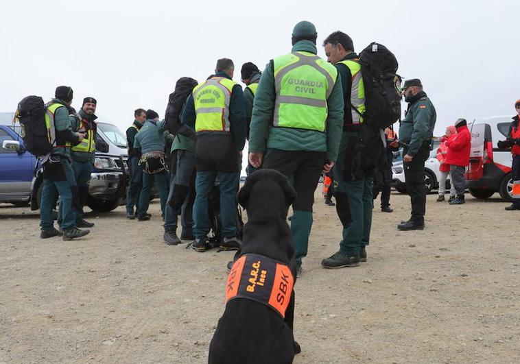 Arsa, una de las perras de la unidad canina de la Guardia Civil, en la sierra de Béjar.