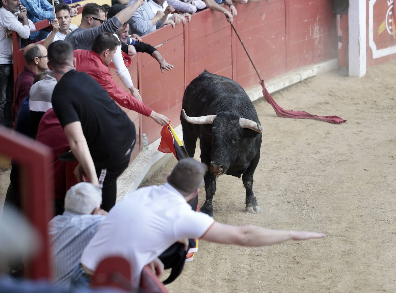 Encierro en Pedrajas de San Esteban