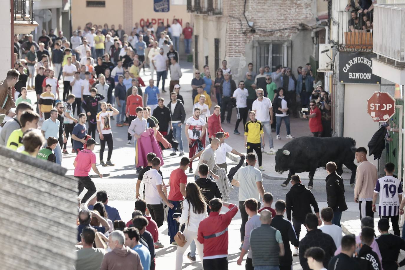 Encierro en Pedrajas de San Esteban
